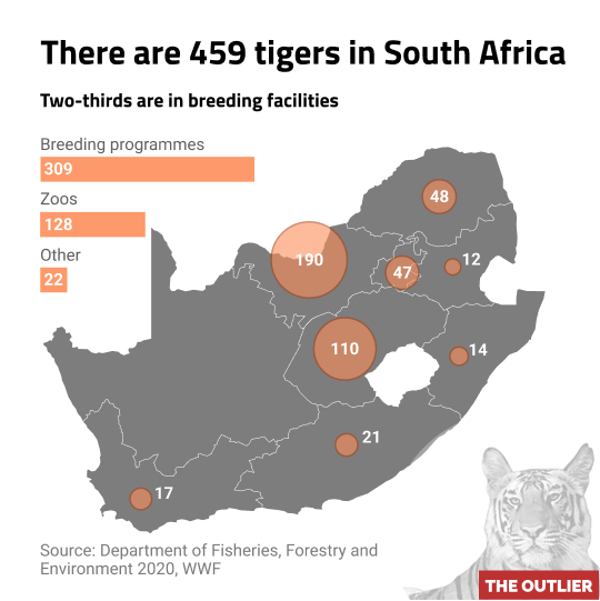 There are 459 tigers in South Africa