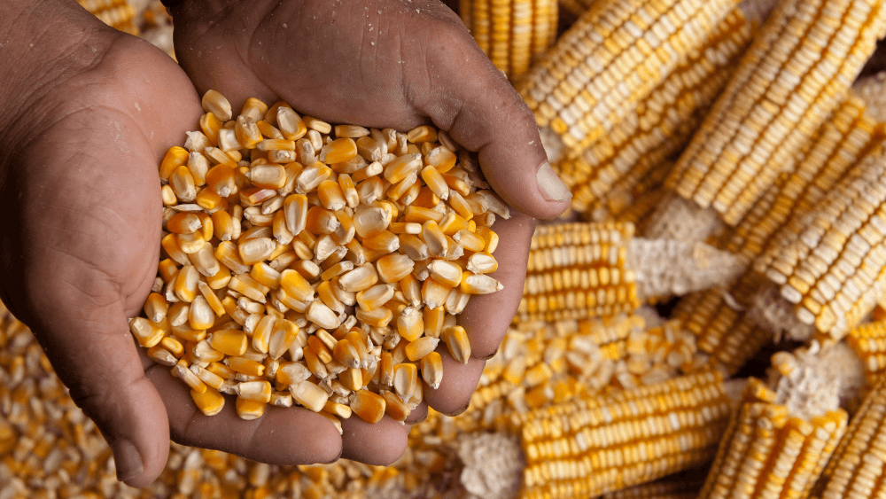 Famine looms in Southern Africa: El Niño-driven drought has caused maize shortages